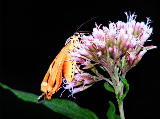 2011-08-cobc-Russischer Bu00e4r auf Wasserdost - Odenwald