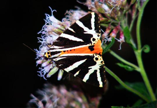 2011-08-cobi-Russischer Bu00e4r auf Wasserdost - Odenwald