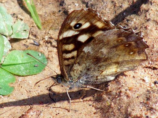 2011-08-coca-Waldbrettspiel - Odenwald