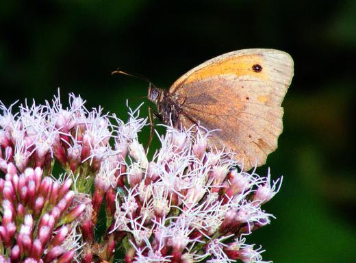 2011-08-coe-Kleiner Heufalter auf Wasserdost  -  Odenwald