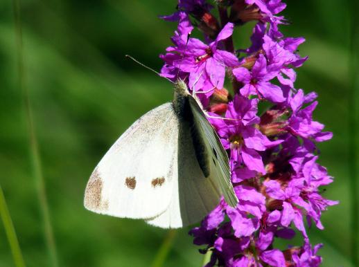 2011-08-ee-Kleiner Kohlweiu00dfling - Odenwald