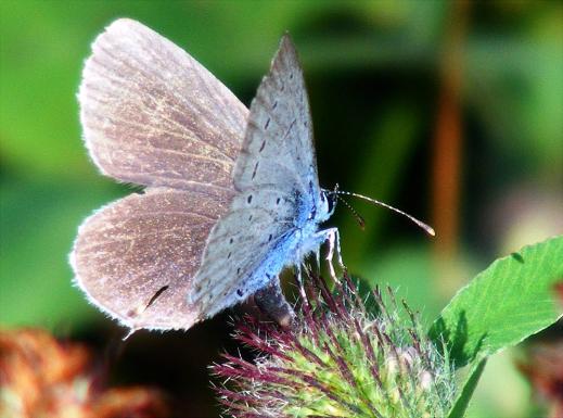 2011-08-efb-Blu00e4uling - Odenwald