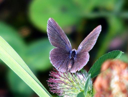 2011-08-efbb-Blu00e4uling - Odenwald