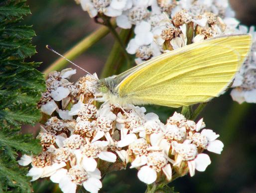 2011-09-ce-Kohlweiu00dfling - Odenwald