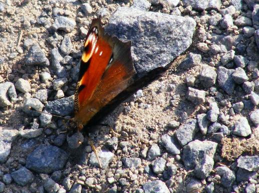 2011-09-dg-Tagpfauenauge - Odenwald