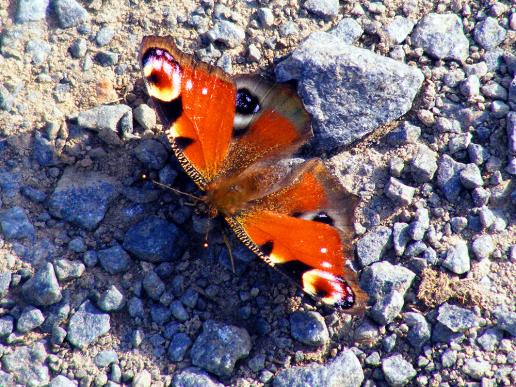 2011-09-dga-Tagpfauenauge - Odenwald