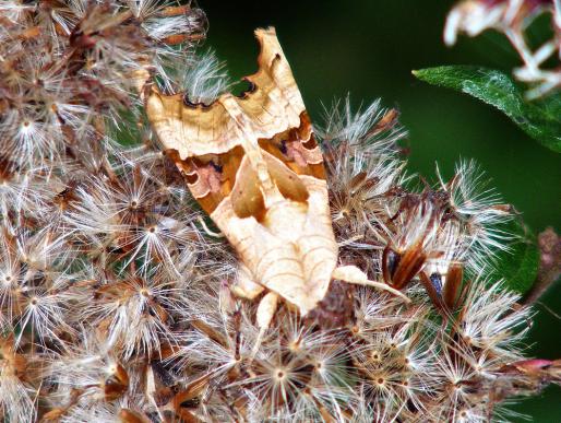 2011-09-dr-Lindenschwu00e4rmer -2 Generation - Odenwald