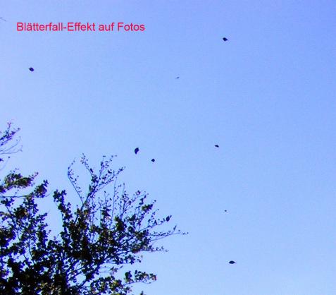 2011-10-amca-Blu00e4tter-Ufoeffekt