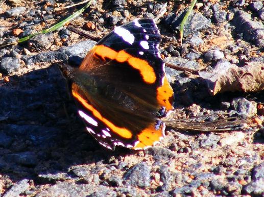 2011-10-dna-Admiral - Odenwald