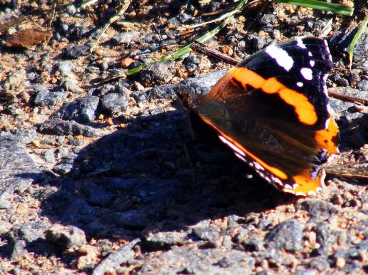 2011-10-dnb-Admiral - Odenwald