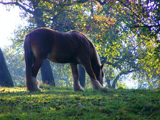 2011-10-edbj-Pferd im Odenwald