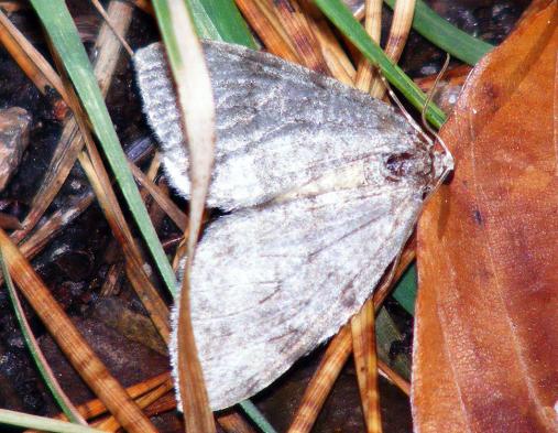 2011-10-eeca-Eulenfalter - Odenwald