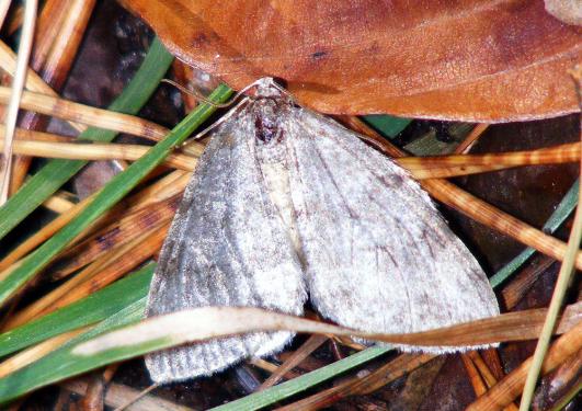 2011-10-eecb-Eulenfalter - Odenwald