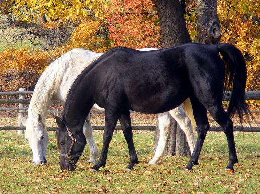 2011-11-acm-Willi´s Pferde