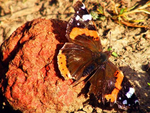 2011-11-aco-Admiral-Odenwald