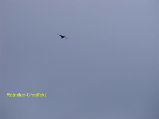 2012-03-eh-Rotmilan-Ufoeffekt