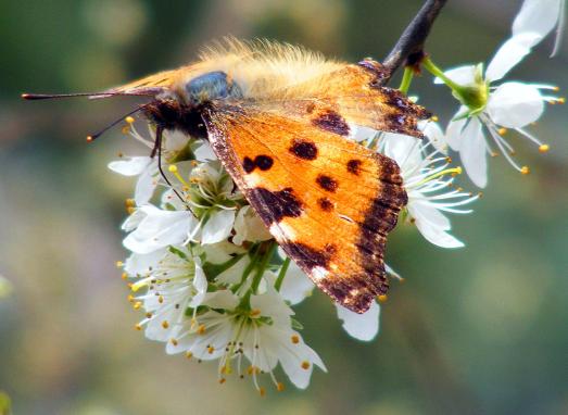 2012-04-cnb-Grou00dfer Fuchs - Odenwald