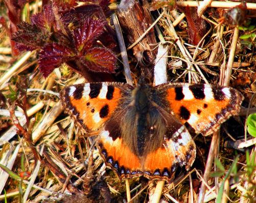 2012-04-cp-Kleiner Fuchs - Odenwald