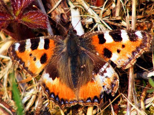 2012-04-cpa-Kleiner Fuchs - Odenwald