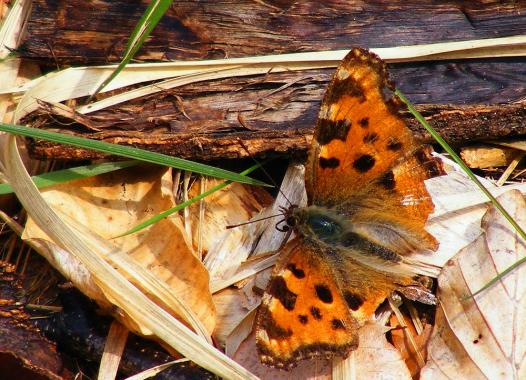 2012-04-cpg-Kleiner Fuchs - Odenwald