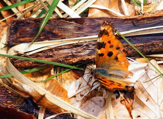 2012-04-cpga-Kleiner Fuchs - Odenwald