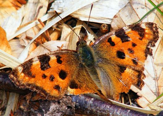 2012-04-cpgb-Kleiner Fuchs - Odenwald