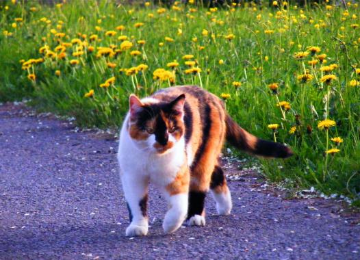 2012-04-fg-Gina beim Abendspaziergang