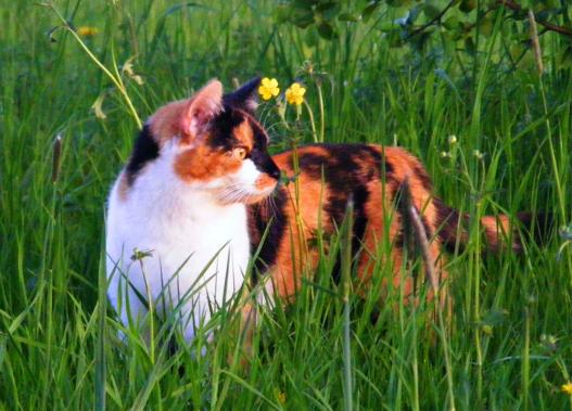 2012-04-fga-Gina beim Abendspaziergang