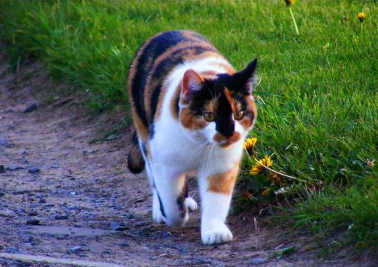 2012-04-fgb-Gina beim Abendspaziergang