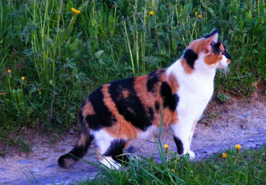 2012-04-fgc-Gina beim Abendspaziergang