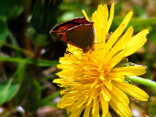 2012-04-fo-Kleiner Feuerfalter - Odenwald