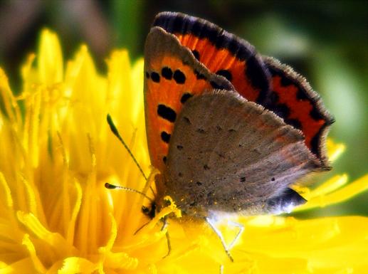 2012-04-foa-Kleiner Feuerfalter - Odenwald