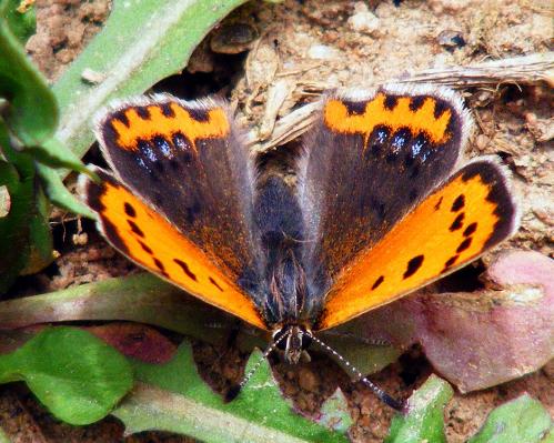 2012-04-foe-Kleiner Feuerfalter - Odenwald