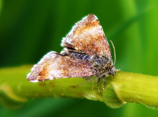 2012-05-bi-Zinslereule - Odenwald