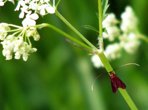 2012-05-bma-Nesselzu00fcnsler - Odenwald