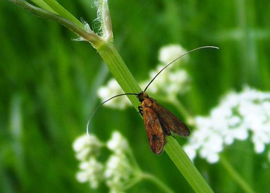 2012-05-bmb-Nesselzu00fcnsler - Odenwald