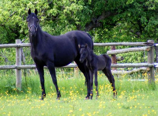 2012-05-cdh-Hengst-Fohlen 32 Stunden alt