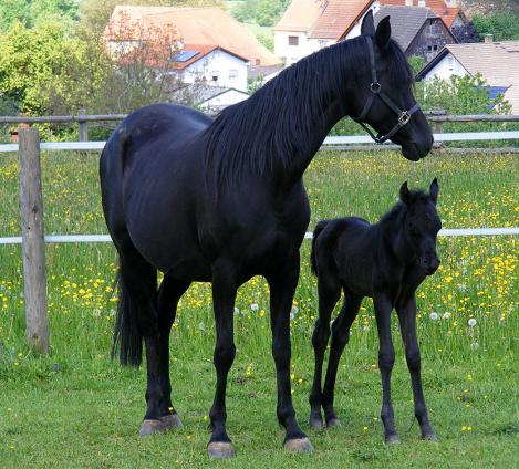 2012-05-cdhd-Hengst-Fohlen