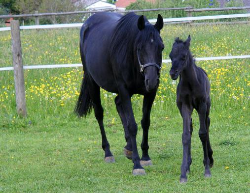 2012-05-cdhf-Hengst-Fohlen