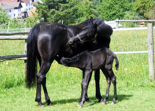 2012-05-cdhi-Hengst-Fohlen