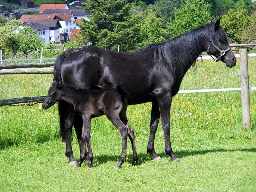 2012-05-cdhl-Hengst-Fohlen