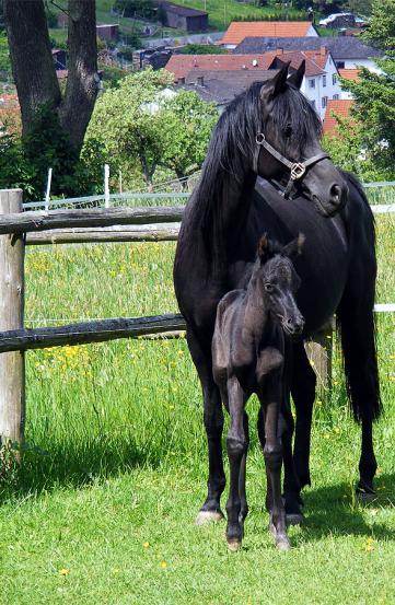 2012-05-cdhn-Hengst-Fohlen