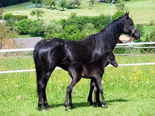 2012-05-cdhs-Hengst-Fohlen