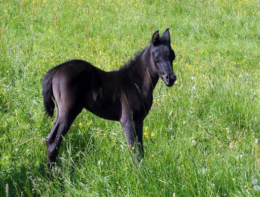 2012-05-e-Hengst-Fohlen - Odenwald