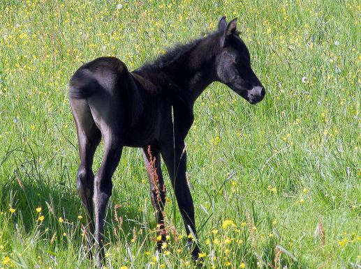 2012-05-eab-Hengst-Fohlen - Odenwald