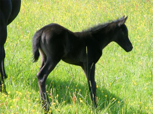 2012-05-ead-Hengst-Fohlen - Odenwald