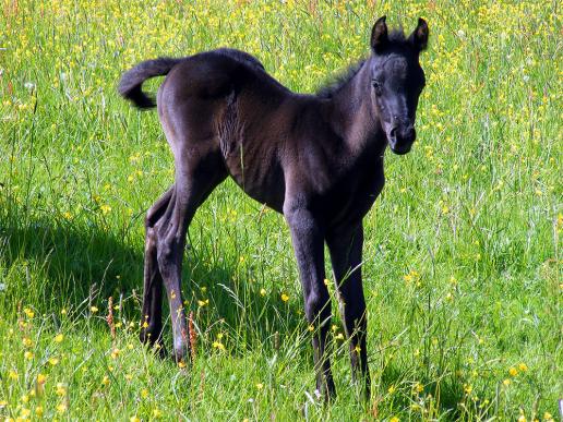 2012-05-eae-Hengst-Fohlen - Odenwald