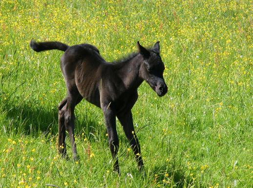 2012-05-eag-Hengst-Fohlen - Odenwald