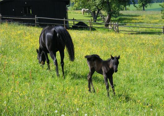 2012-05-eah-Hengst-Fohlen - Odenwald