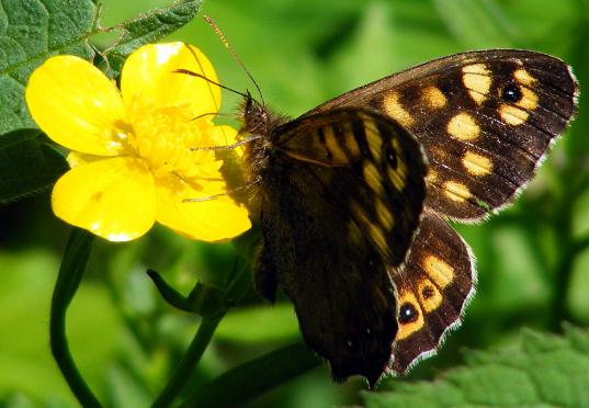 2012-05-ecac-Waldbrettspiel - Odenwald